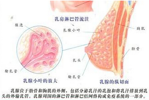 雷竞技股票揭秘乳汁是怎么形成的