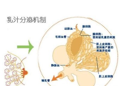 雷竞技股票厂家讲述讲述神奇的乳汁是如何形成的-山东国康