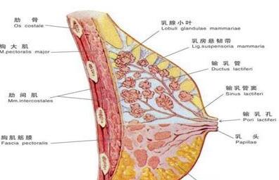 全自动母乳检测仪厂家讲解纯母乳喂养出时乳头疼的原因