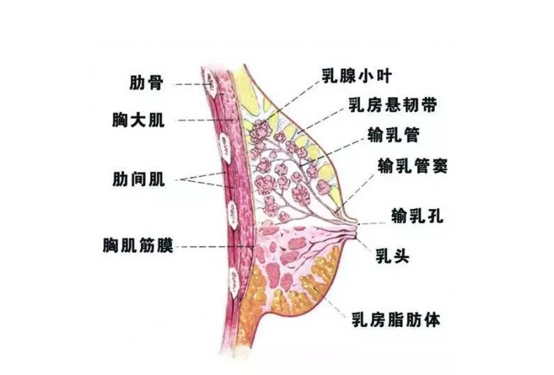 母乳检测仪品牌厂家解开了母乳的神秘面纱：为什么母乳是在分娩后产生的?